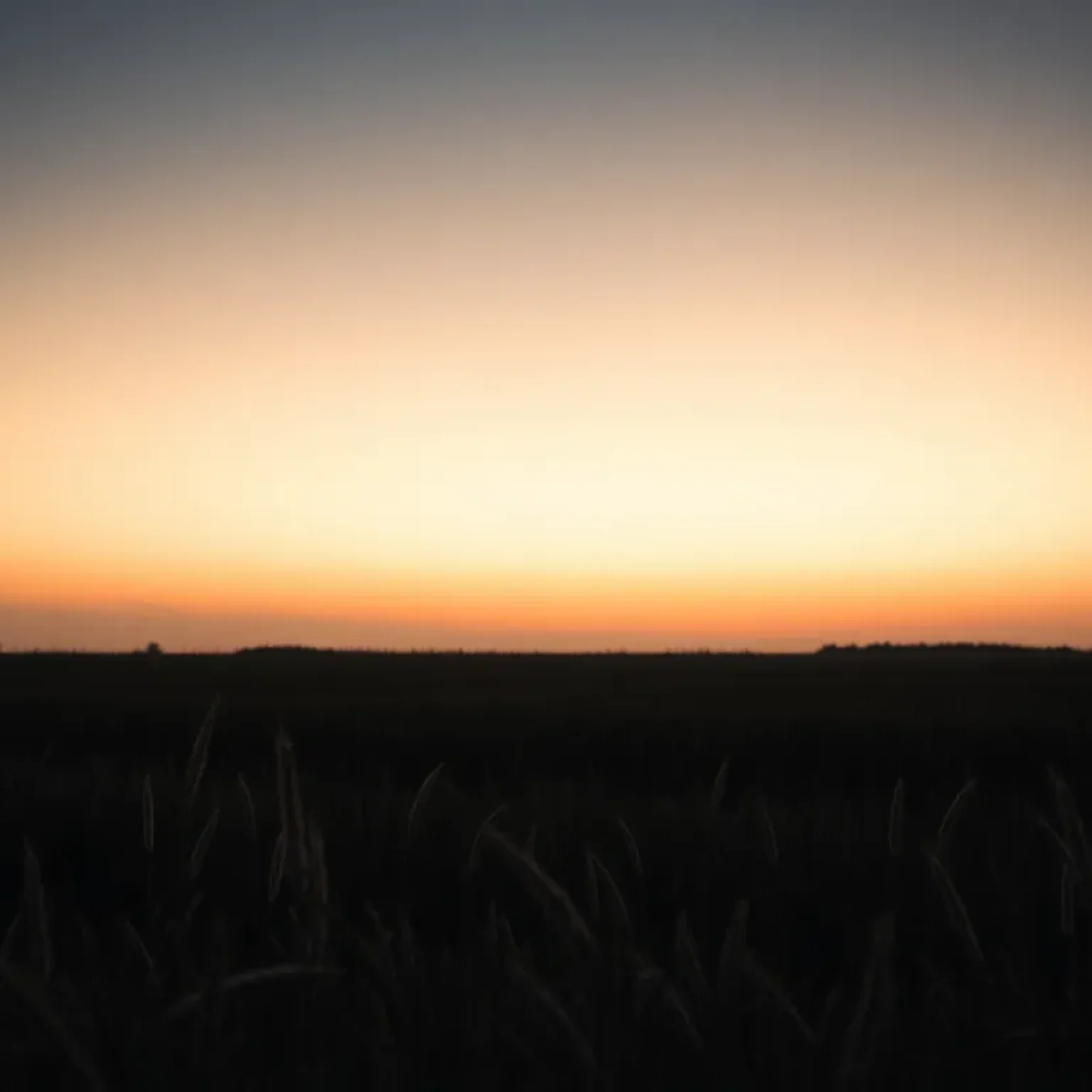 A field at dusk representing sorrow and loss.