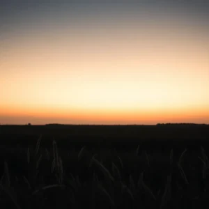A field at dusk representing sorrow and loss.